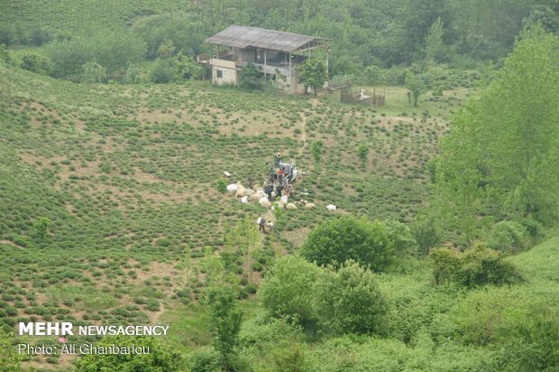 Tea harvest in Gilan province