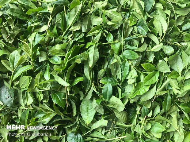 Tea harvest in Gilan province