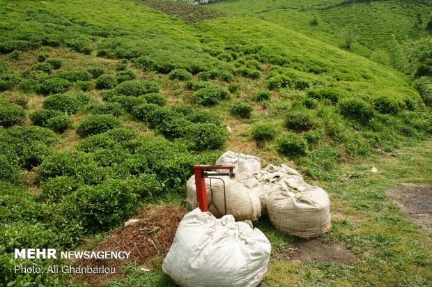 قطف شاي الربيع في مدينة لاهيجان شمالي ايران