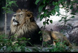 Asiatic lion in Eram Zoo