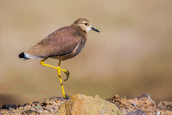 World Migratory Bird Day: habitat destruction posing threats to the species