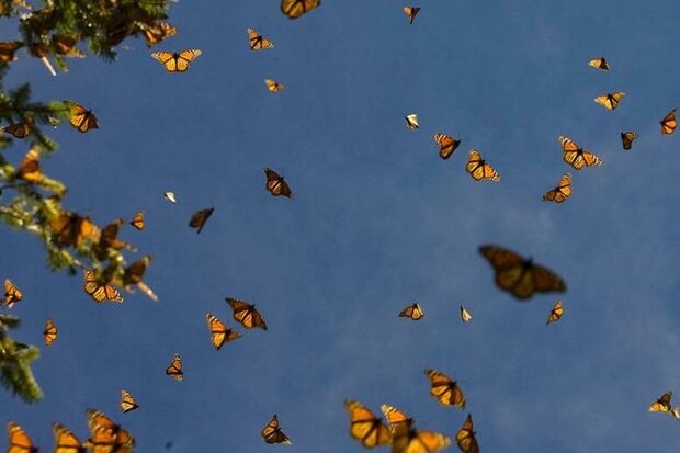 حضور پروانه های زیبا در جنوب استان تهران/کشاورزان نگران نباشند