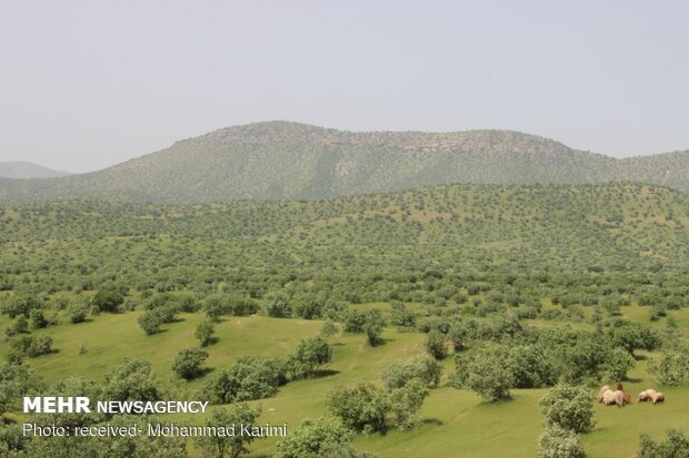 طبیعت بهاری کوهدشت