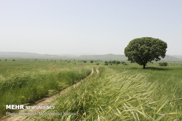 طبیعت بهاری کوهدشت