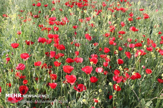 Bewitching landscapes of Kuhdasht in Lorestan province