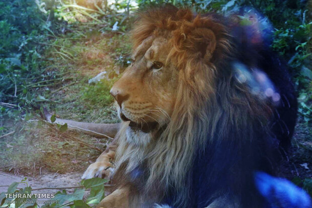 Asiatic lion to return to Iran after 80 years