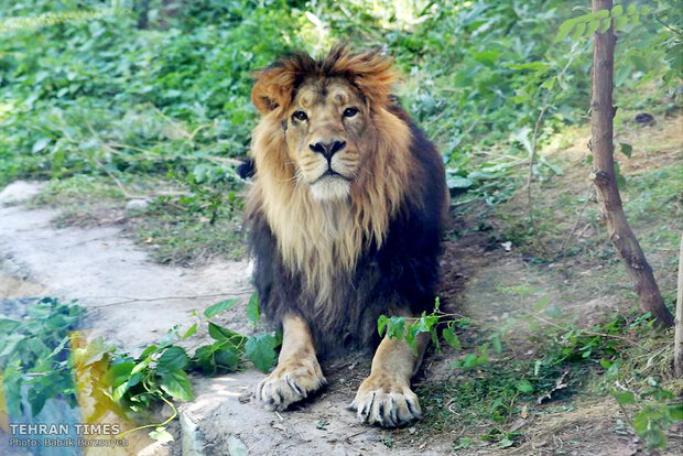 Asiatic lion to return to Iran after 80 years