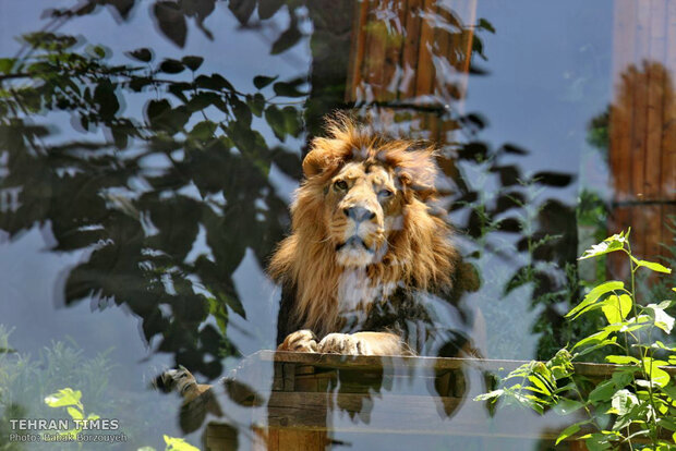 Asiatic lion to return to Iran after 80 years