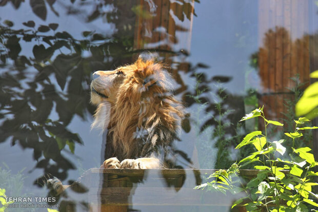 Asiatic lion to return to Iran after 80 years