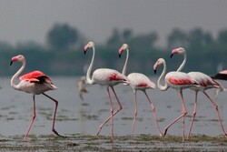 Flamingos return back to Gavkhuni wetland after 2 years
