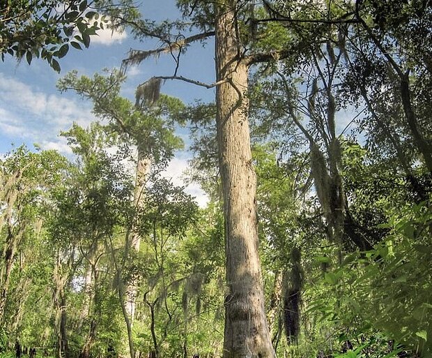 دست‌اندازی به درختان با سامانه اطلاعاتی فضاهای سبز سخت‌تر می‌شود