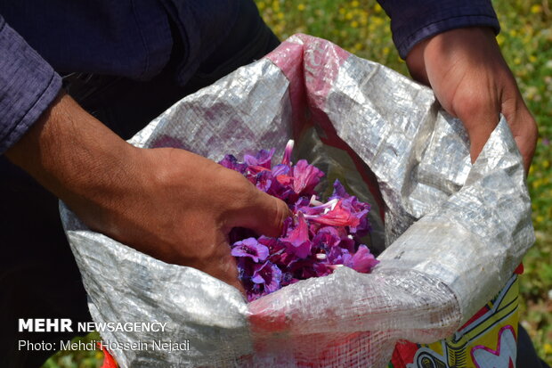 برداشت گیاه دارویی گل گاو زبان در شهرستان مرزی آستارا
