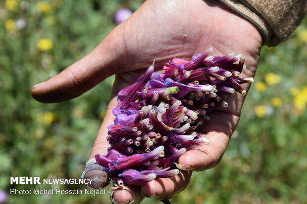 برداشت گیاه دارویی گل گاو زبان در شهرستان مرزی آستارا