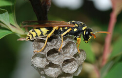 شناسایی ۱۲ گونه جدید زنبور برای دنیای علم