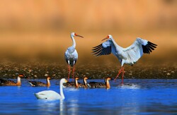 Four bird species being eaten into extinction