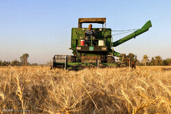 Russia could resume wheat exports to Iran soon: Novak