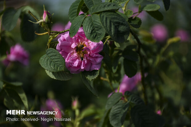 Harvesting damask rose in northern Mazandaran prov.