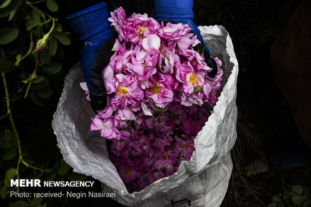 Harvesting damask rose in northern Mazandaran prov.