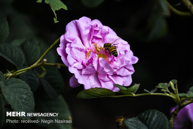 Harvesting damask rose in northern Mazandaran prov.