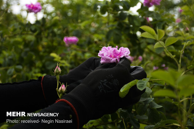 Harvesting damask rose in northern Mazandaran prov.