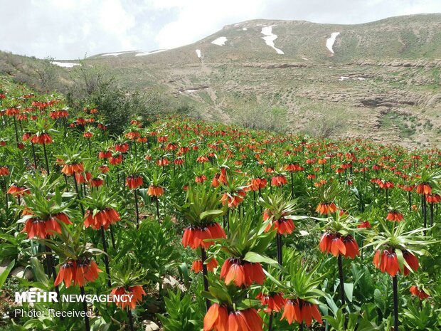 جبل مغطى بورود البوق في محافظة "لرستان"
