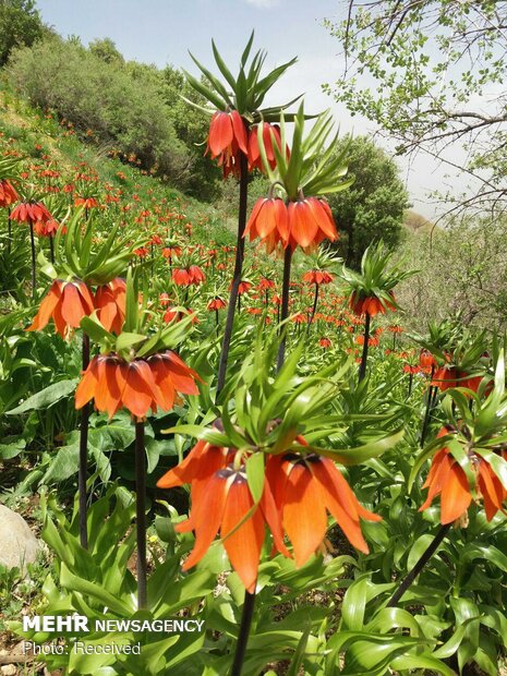 جبل مغطى بورود البوق في محافظة "لرستان"