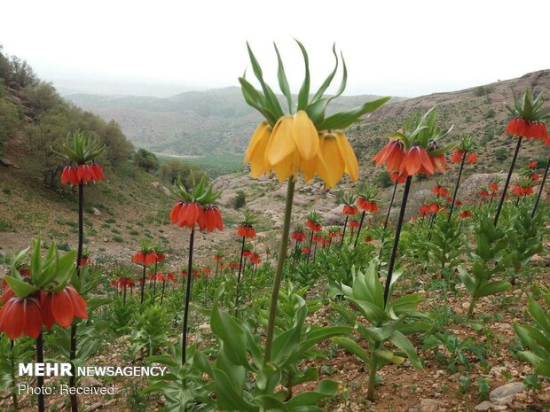 'Crown imperial' mountains in Doroud