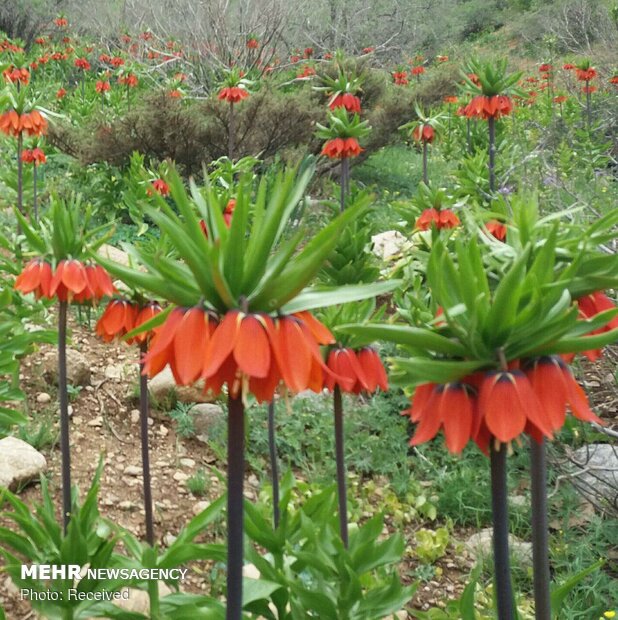 جبل مغطى بورود البوق في محافظة "لرستان"