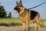 İran’da birçok eyalette köpek gezdirme yasağı