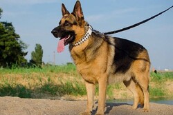 İran’da birçok eyalette köpek gezdirme yasağı