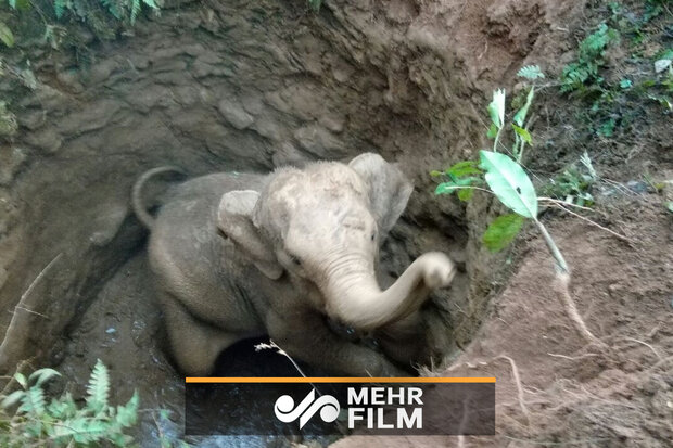 VIDEO: Baby elephant rescued in Sri Lanka