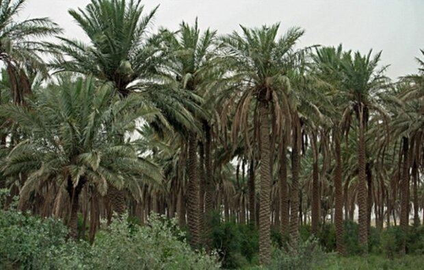 افزایش تولیدات کشاورزی خوزستان با توسعه نخلستان‌ها