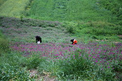 برداشت گل گاوزبان از ۲۴ هکتار از مزارع کشاورزی شهرستان قزوین