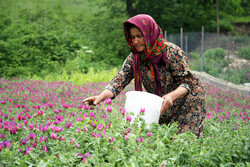 تولید ۳۴ درصد گل گاوزبان کشور در رودسر/۲۰۰ تُن برداشت شد