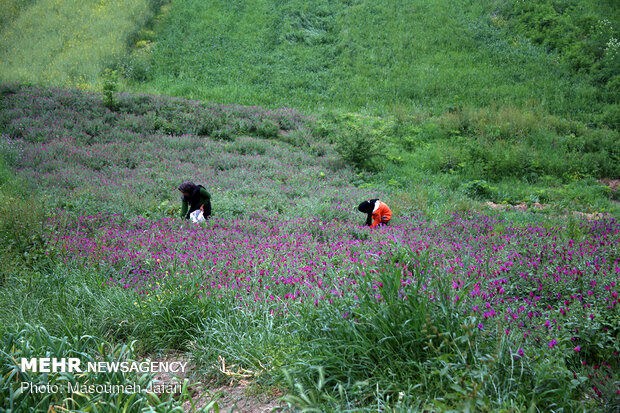 برداشت گل گاوزبان از ۲۴ هکتار از مزارع کشاورزی شهرستان قزوین
