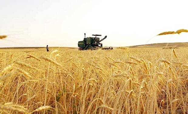 امسال ۳۰۰ هزار تن محصول گندم کشاورزان استان قزوین خریداری می شود