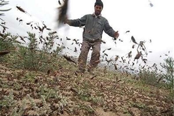 مهمان ناخوانده ای که اشک پیازکاران لوشانی را درآورد