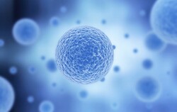 stem cell