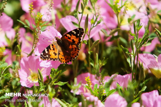 Enchanting beauty of flocking butterflies in Qom