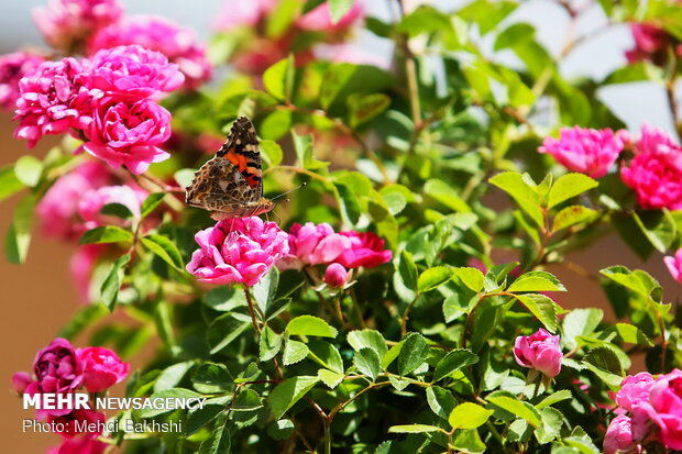 Enchanting beauty of flocking butterflies in Qom