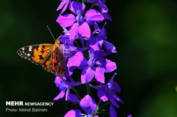 Enchanting beauty of flocking butterflies in Qom