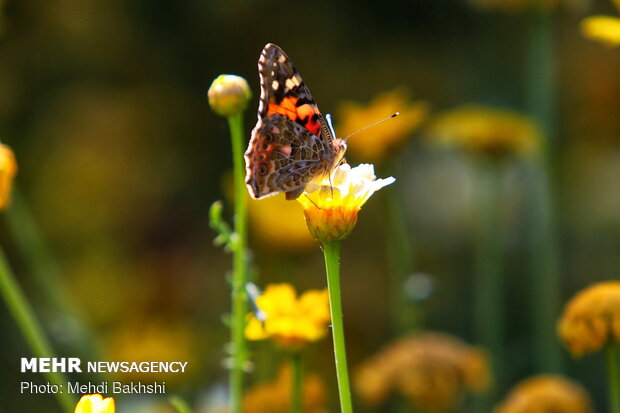 Enchanting beauty of flocking butterflies in Qom