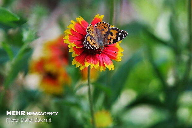 Enchanting beauty of flocking butterflies in Qom