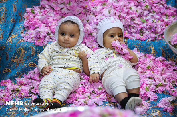 Damask rose festival in Yazd