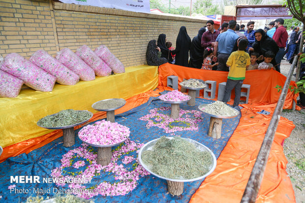 مهرجان "الورد الجوري" الثقافي في مدينة يزد