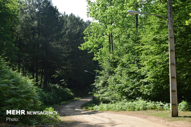 Bibi Yanlu forest park in Astara