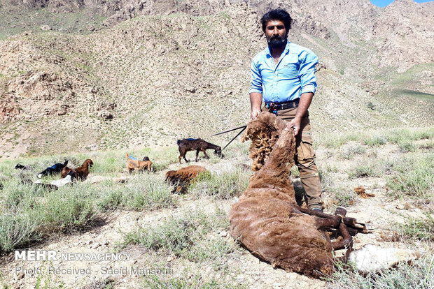 Sheep shearing in Meyami County