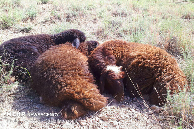 Sheep shearing in Meyami County