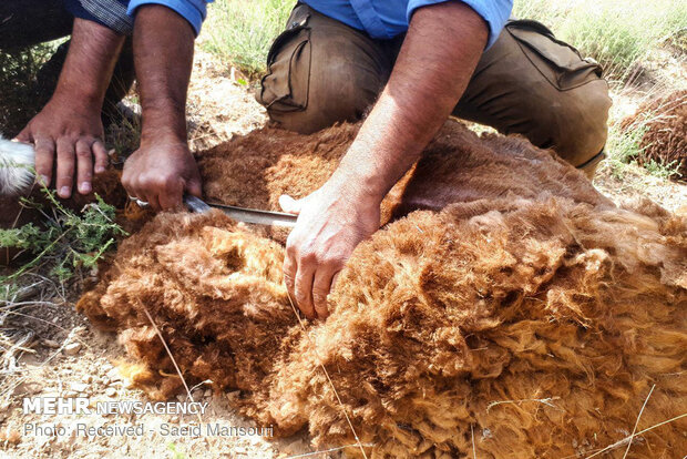 Sheep shearing in Meyami County