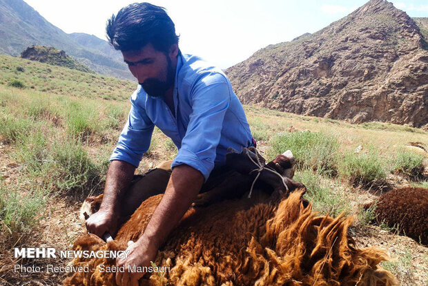 Sheep shearing in Meyami County